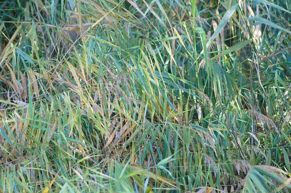 Reed Canary Grass Close View Dengan Fokus Selektif Pada Latar — Stok Foto