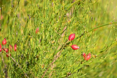 Kırmızı köpek, yeşil bitkilerin arasında gül tohumu seçici bir şekilde ön plana odaklanmış.