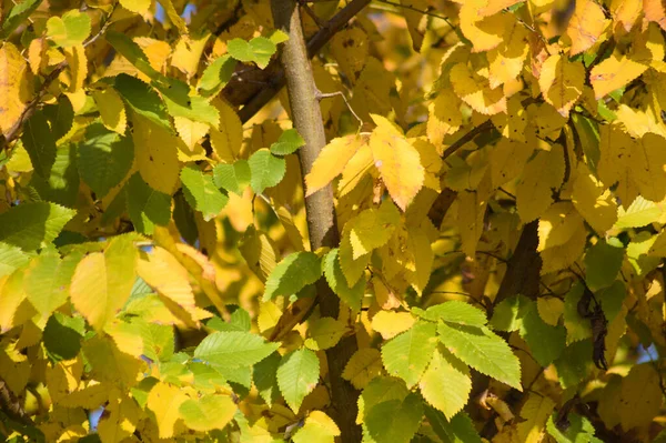 秋の黄色のフィールドのエルムは 前面に選択的な焦点でクローズアップビューを残します — ストック写真