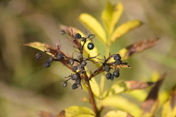 Cüce Yaşlı Siyah Meyveler Arka Planı Bulanık — Stok fotoğraf