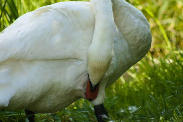 Witte Zwaan Reinigt Zijn Veren Van Dichtbij Met Selectieve Focus — Stockfoto