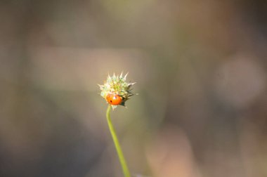 Uğur böceği, bulanık arkaplanlı, çiçekli, yakın plan görünümlü tatlı huysuz