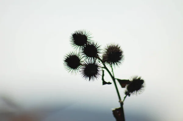 Lesser Burdock Close View Light — Stock Photo, Image