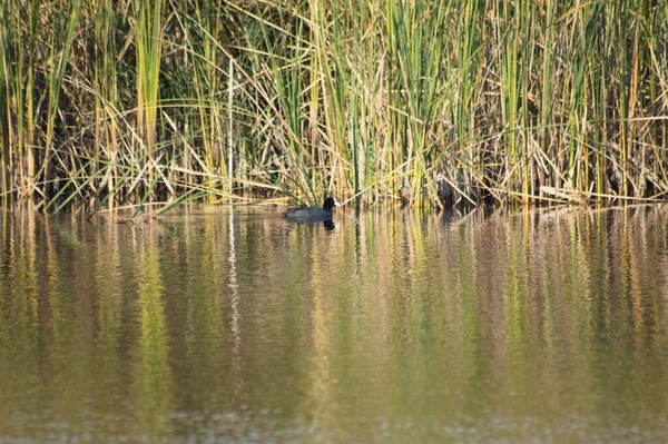 Blässhühner Auf Welligem See Mit Schilfspiegelung Großaufnahme — Stockfoto