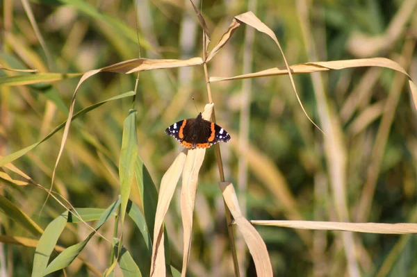 Papillon Amiral Rouge Sur Une Plante Vue Rapprochée Avec Accent — Photo