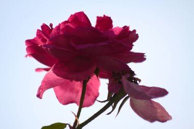 Çiçek açan bir gül, arkasında güneş var.