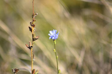 Bulanık arkaplan ile çiçek yakın görüntüde yaygın hindiba rengi