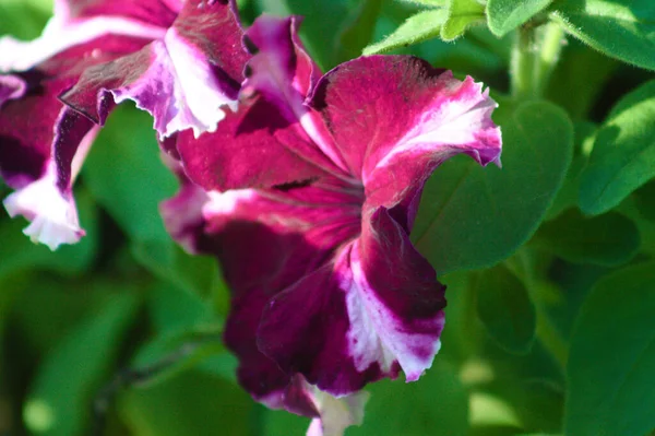 Négy Óra Virág Virágos Közelről Szelektív Fókuszálva Előtérre — Stock Fotó