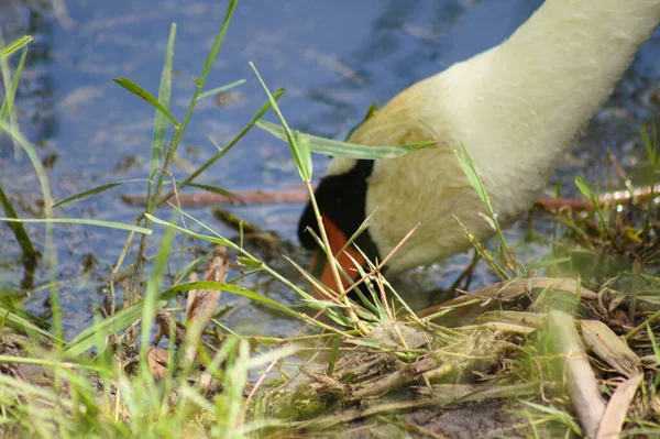 Cabeça Cisne Branco Procurando Vista Close Água Com Foco Seletivo — Fotografia de Stock
