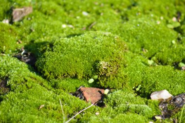 Önplanda seçici odaklı yeşil yosun makro yakın plan görünümü