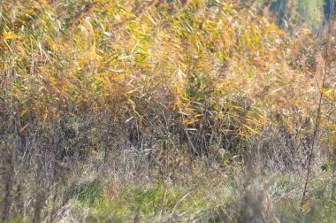 Çoklu kamış bitkileri ön plana seçici odaklı yakın manzara görüntüsü