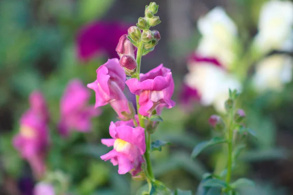 Çiçek Açan Bahçe Aslanağzı Arka Planda Bulanıklık Var — Stok fotoğraf