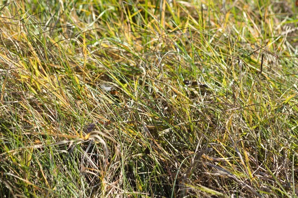 Glatte Cordgrass Nahaufnahme Mit Selektivem Fokus Auf Den Vordergrund — Stockfoto