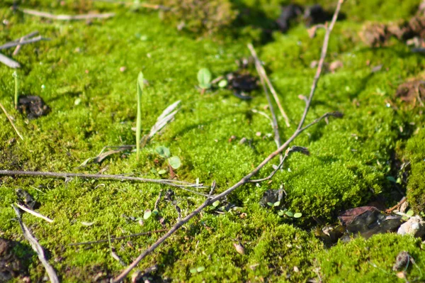 Green Moss Close View Selective Focus Foreground — Stock Photo, Image