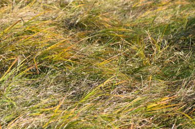 Önplanda seçici odaklı genel ayı çimi yakın plan görünümü