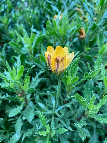 Flor Del Tesoro Flor Vista Cerca Con Gotas Agua — Foto de Stock