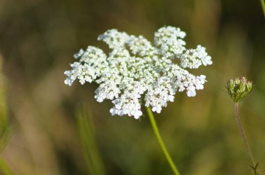 Bulanık arkaplanlı, çiçek açan yakın plan havuç.