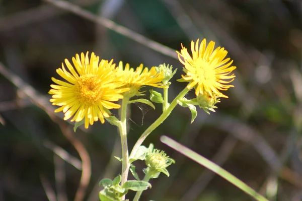 Puce Commune Fleur Vue Rapprochée Avec Fond Flou — Photo