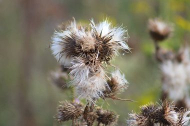 Bulanık arkaplanlı devedikeni tohumları yakın plan görüntüsü