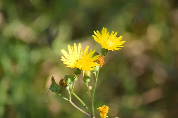 Vanlig Sowthistle Blom Närbild Med Suddig Bakgrund — Stockfoto