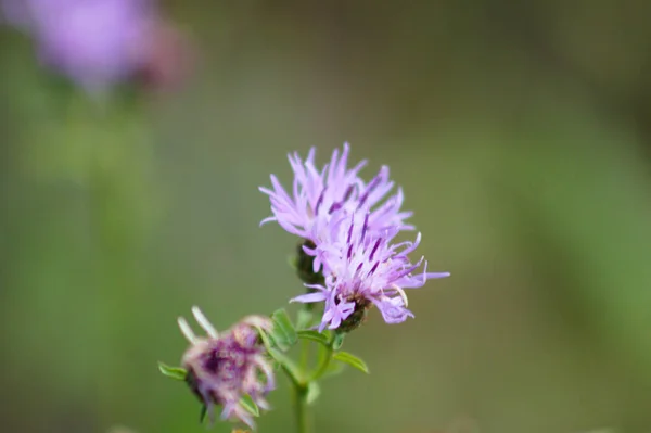 Foltos Knapweed Virágos Közelkép Zöld Homályos Háttér — Stock Fotó