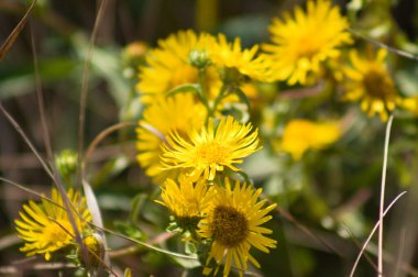 İrlandalı pire, ön plana odaklanmış yakın plan görüntüsünde çiçek açıyor
