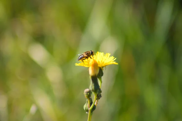 Včela Trvalém Setí Květovém Detailním Záběru Rozmazaným Zeleným Pozadím — Stock fotografie