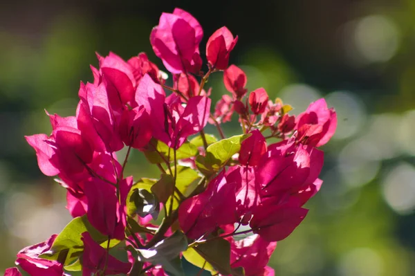 Paperflower Blom Närbild Med Suddig Bakgrund — Stockfoto