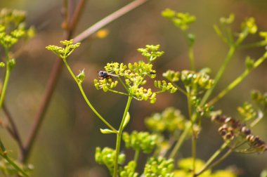 Bulanık arkaplan ve yakın plan çiçekli çoklu yaban havucu