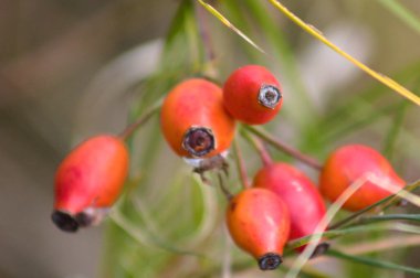 Çoklu köpek gülü tohumları yakın plan görünümü ve seçici odaklı ön plan