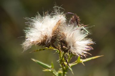 Boğa devedikeni tohumu. Arka planda bulanıklık var.