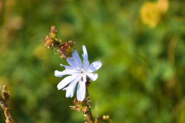 Yeşil bulanık arkaplan ile çiçek yakın görüntüde yaygın hindiba