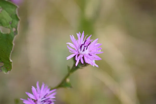 Manchado Knapweed Flor Vista Cerca Con Fondo Borroso Verde — Foto de Stock