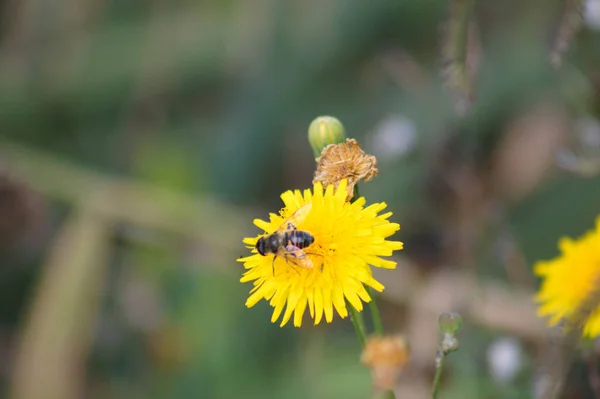 Biene Auf Ausdauernder Sädistel Voller Blüte Nahaufnahme Mit Verschwommenem Hintergrund — Stockfoto