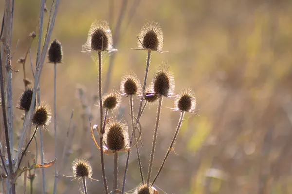 Více Sušených Divokých Čajových Semen Detailní Pohled Rozmazaným Pozadím — Stock fotografie