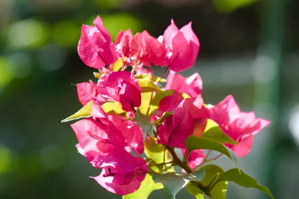 Paperflower Blom Närbild Med Suddig Bakgrund — Stockfoto