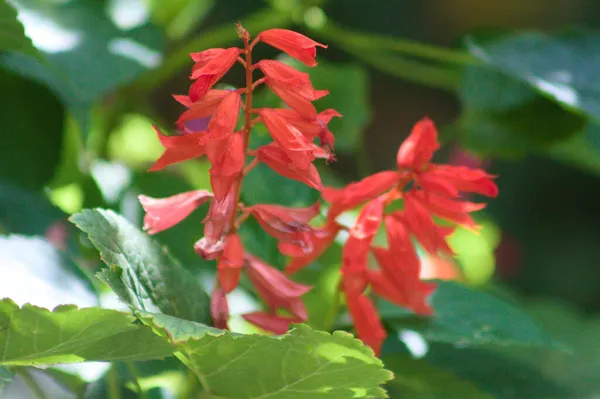 Scarlet Salvia Blom Närbild Med Selektivt Fokus Förgrunden — Stockfoto