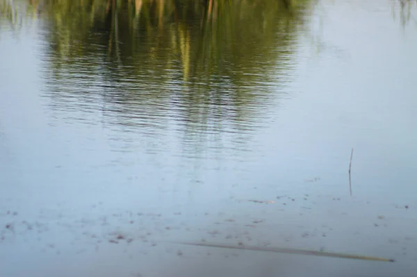 Die Reflexion Des Baumes Auf Einer Gewellten Seenlandschaft — Stockfoto