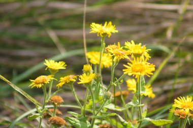 Arka planda bulanık bitkilerle birlikte çiçek açan çok sayıda pire türü.