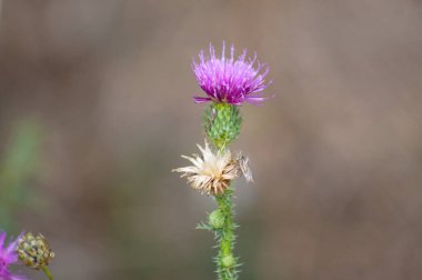 Fevkalade dikenli tüysüz devedikeni bulanık arkaplanlı, yakın plan çiçekli.