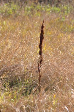 Önplanda seçici odaklı sonbahar kıvırcık dok kahverengi yakın plan görünümü