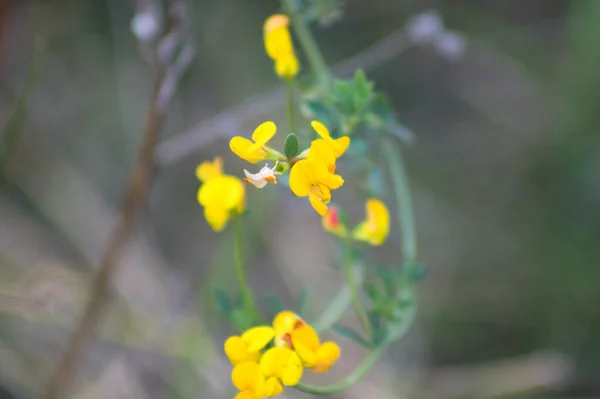 Common Bird Foot Trefoil Bloom Close View Selective Focus Foreground — Stock Photo, Image