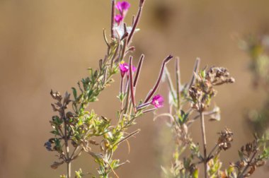 Tüylü soluk benizli, bulanık arkaplan ve yakın plan çiçekli.