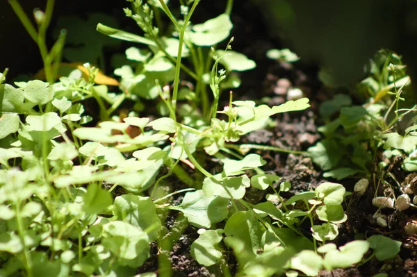 True Stamen Waterwort Leaves Close View Selective Focus Foreground — Photo