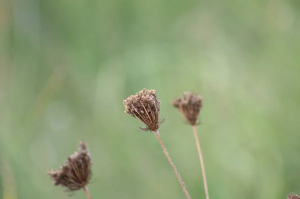 Wilde Karottenkerne Nahaufnahme Mit Grünlich Verschwommenem Hintergrund — Stockfoto