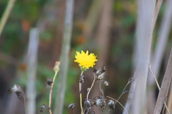 Semenzaio Perenne Fiore Vista Vicino Con Bacino Sfocato — Foto Stock