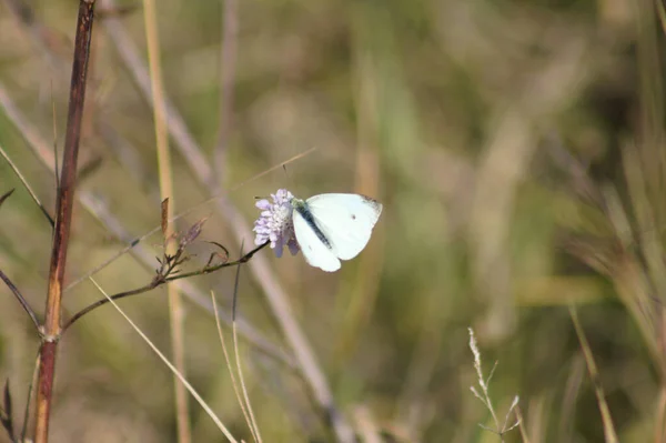 Papillon Chou Sur Une Fleur Vue Rapprochée Avec Fond Flou — Photo