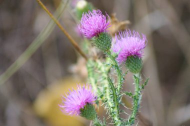 Bulanık arkaplanı olan deve dikeni çiçekli yakın plan görüntüsü