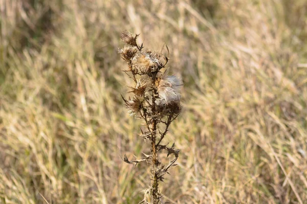 Bull Distel Zaden Close Zicht Met Selectieve Focus Voorgrond — Stockfoto