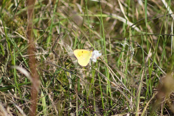 Vue Rapprochée Papillon Chou Sur Une Plante Mettant Accent Sur — Photo